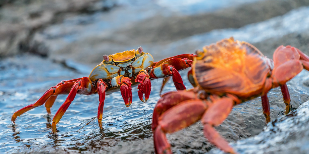 Crab Mentality: Penyebab dan Cara Mengatasinya