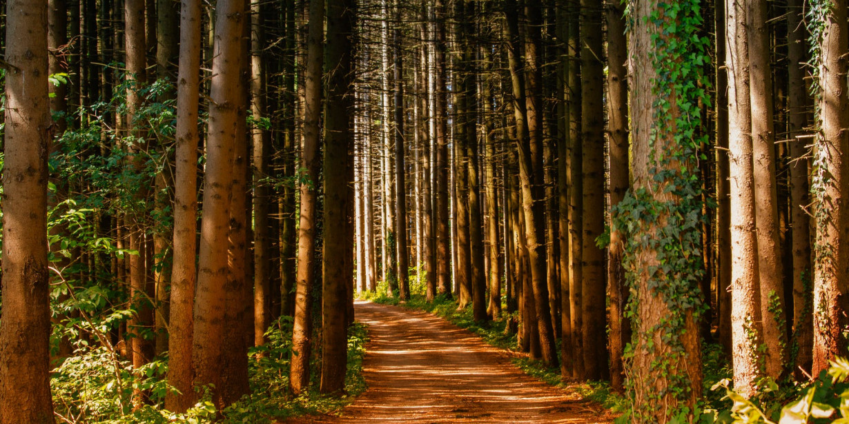 Bukan Hanya UI, Ini Deretan Hutan Kampus di Indonesia
