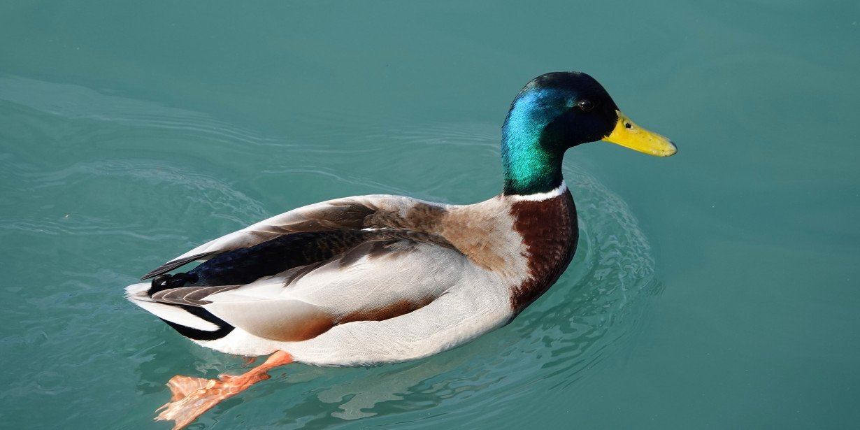 Duck Syndrome, Ketika Seseorang Terlihat Ceria Walau Alami Masa Sulit