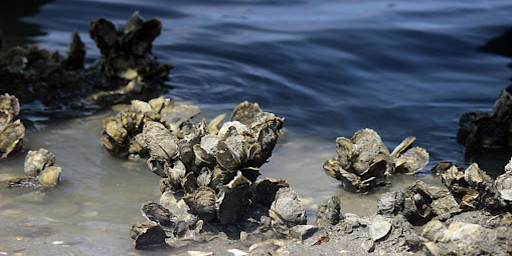 Hewan Penyelamat Bangladesh dalam Menghadapi Erosi Air Laut