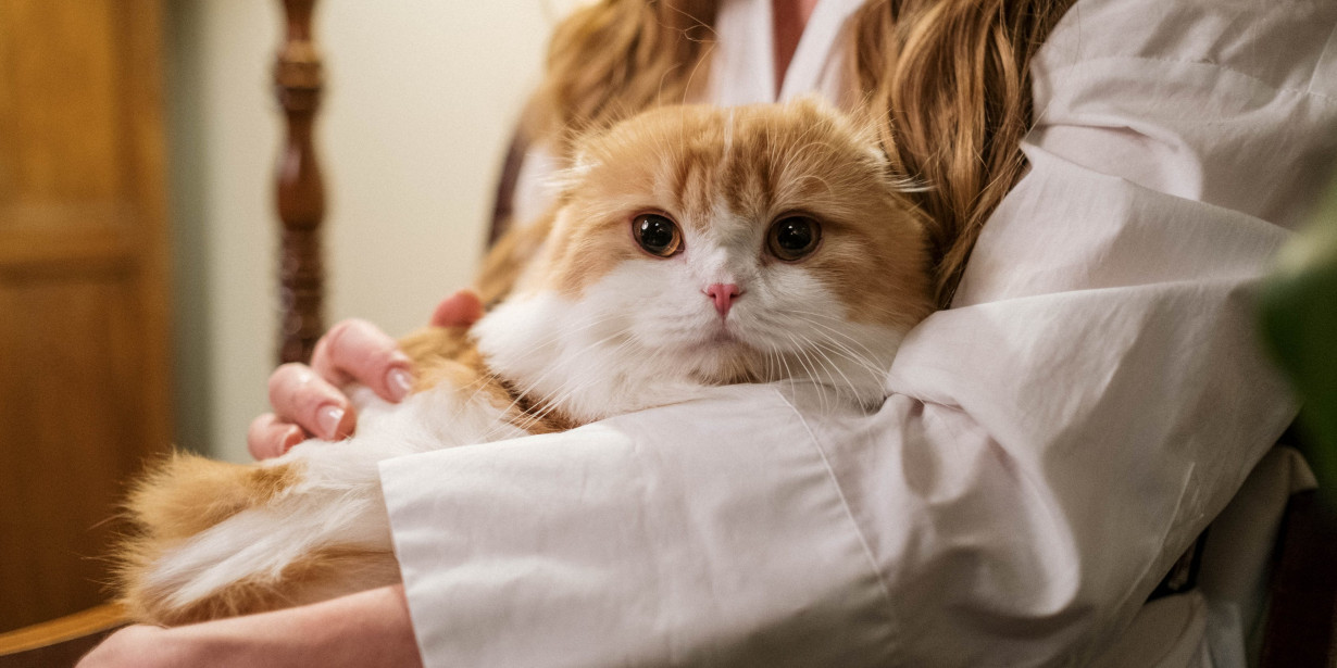 Indonesian Cat Association, Komunitas Bagi Pencinta dan Pemerhati Kucing
