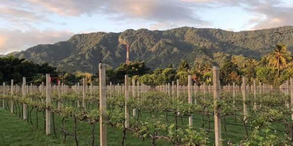 Intip Pesona Kebun Anggur di Bali