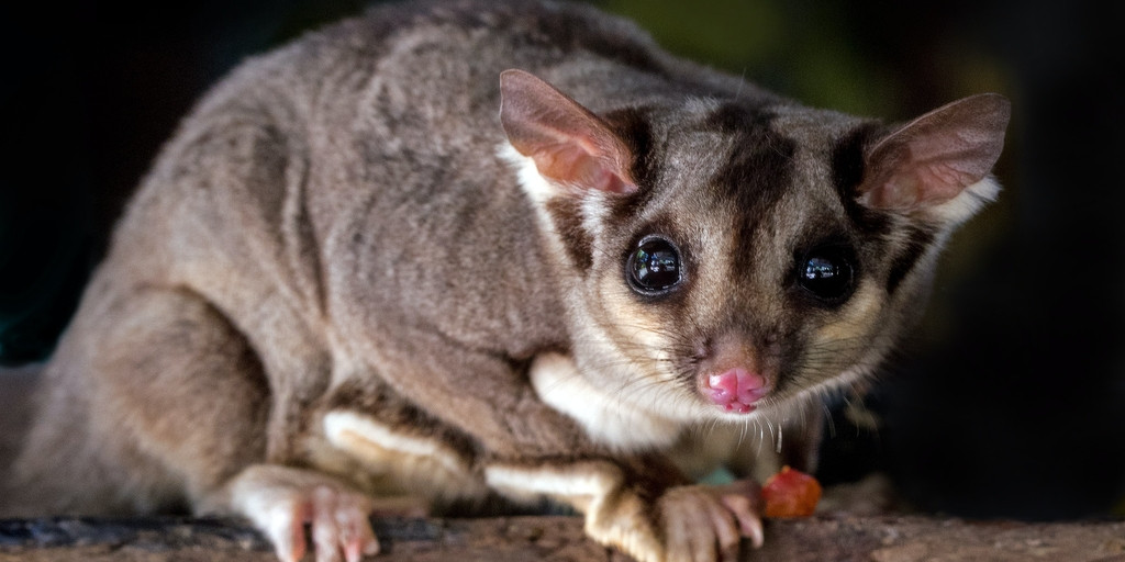 Mengenal KPSGI, Tempat Berkumpulnya Para Pencinta Sugar Glider Indonesia