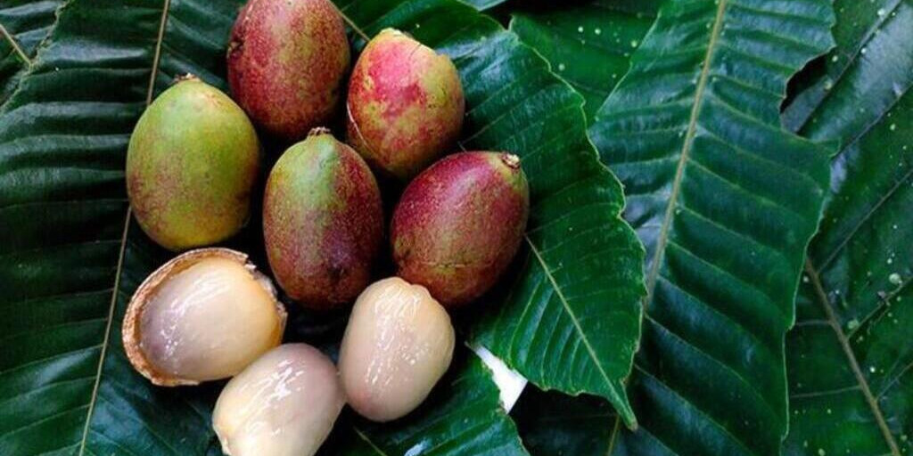 Mengenal Segudang Khasiat Matoa, Buah Eksotis Khas Papua