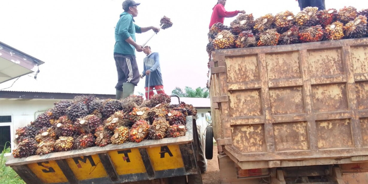 Mari Mengenal Apa Itu Industri Kelapa Sawit serta Manfaatnya