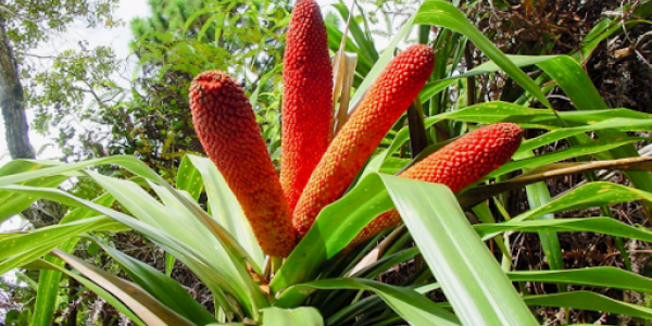 Intip Segudang Khasiat Si Buah Merah dari Papua
