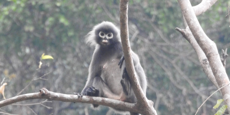 Monyet Bermata Hantu Kembali Ditemukan di Mekong