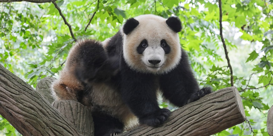 Panda di Tiongkok Tak Lagi Terancam Punah, Bagaimana Kondisi Satwa Lainnya?