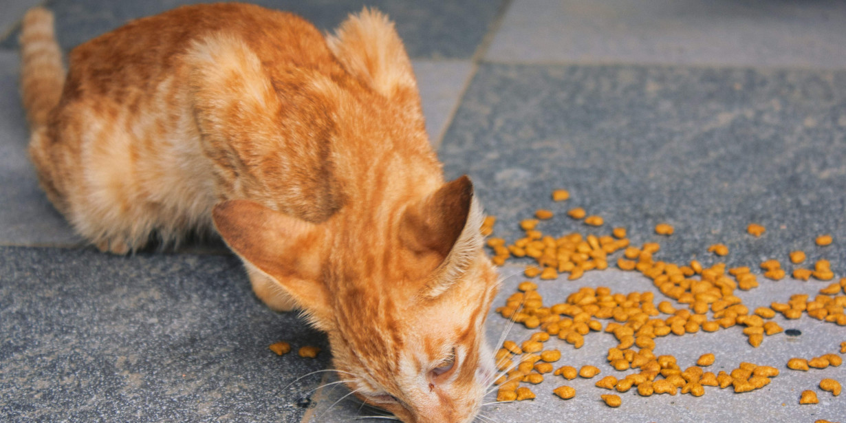 Pecinta Kucing Merapat! Ini Komunitas Street Feeding di Indonesia yang Bisa Kamu Ikuti