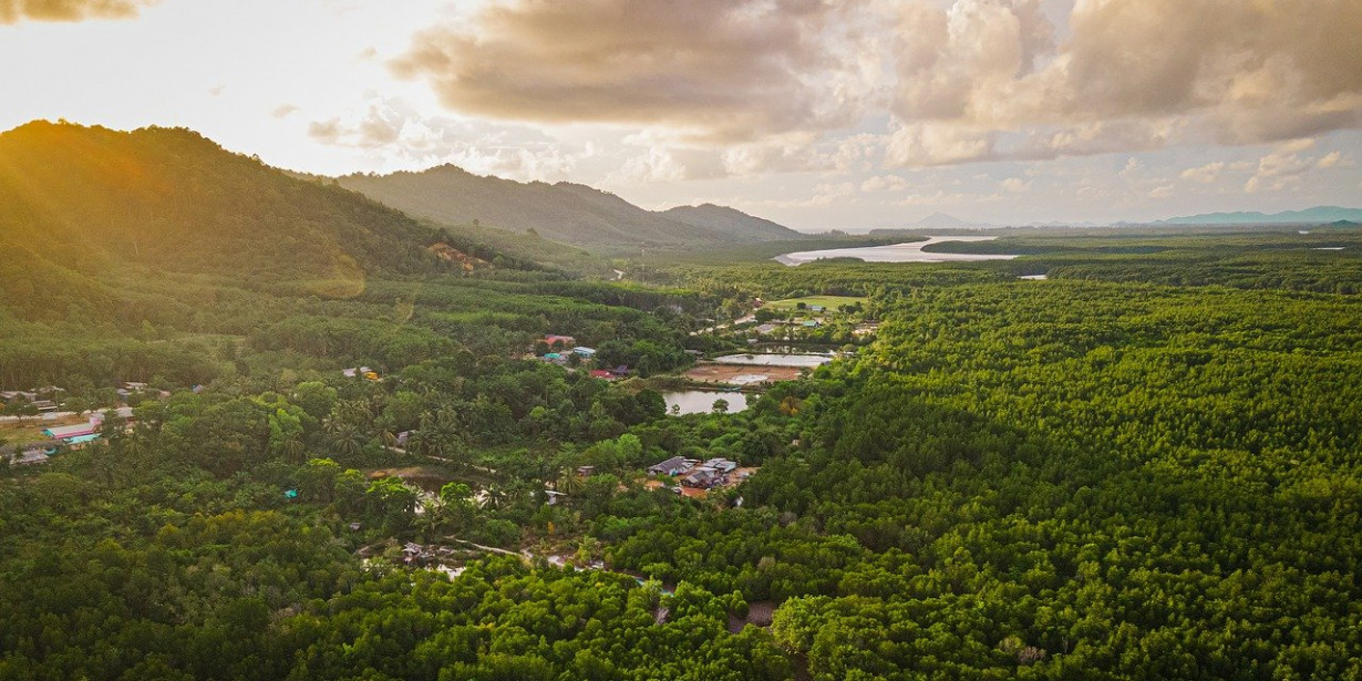 Potensi Hutan Mangrove sebagai Penyerap Karbon Industri
