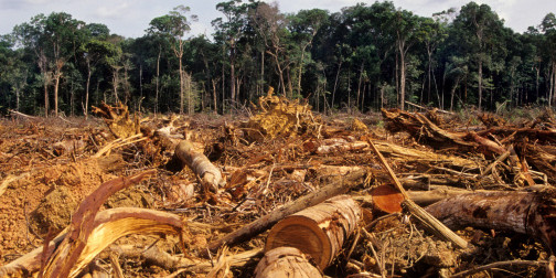 Perbedaan Angka pada Data Deforestasi Indonesia