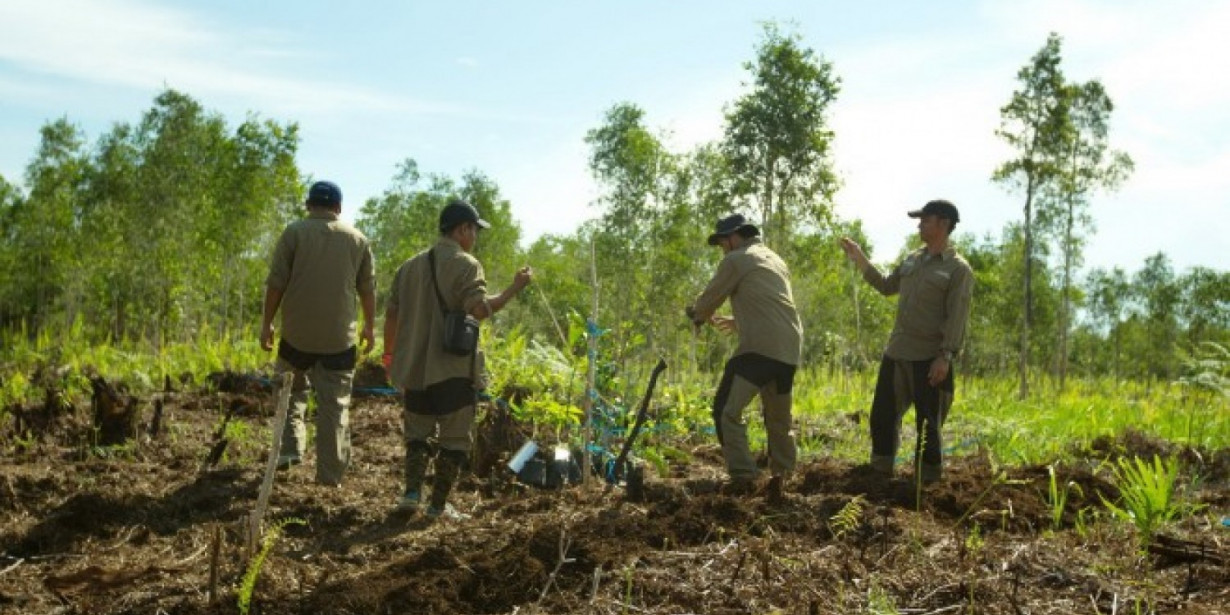 Seberapa Penting Restorasi Gambut untuk Indonesia?