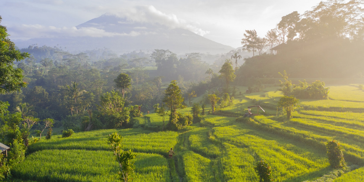 Sistem Irigasi Sawah Tradisional Bali jadi Warisan Budaya UNESCO