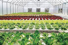 Belajar Pertanian di Jurusan Agroteknologi
