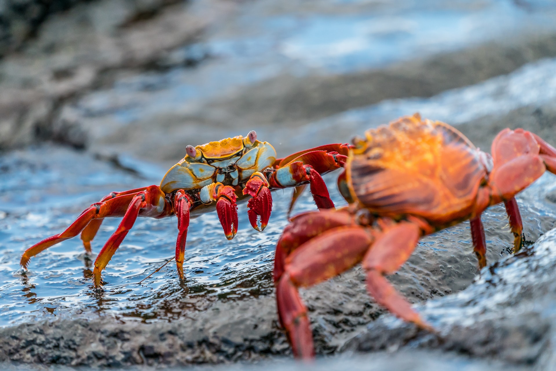 Gambar Sampul Crab Mentality: Penyebab dan Cara Mengatasinya