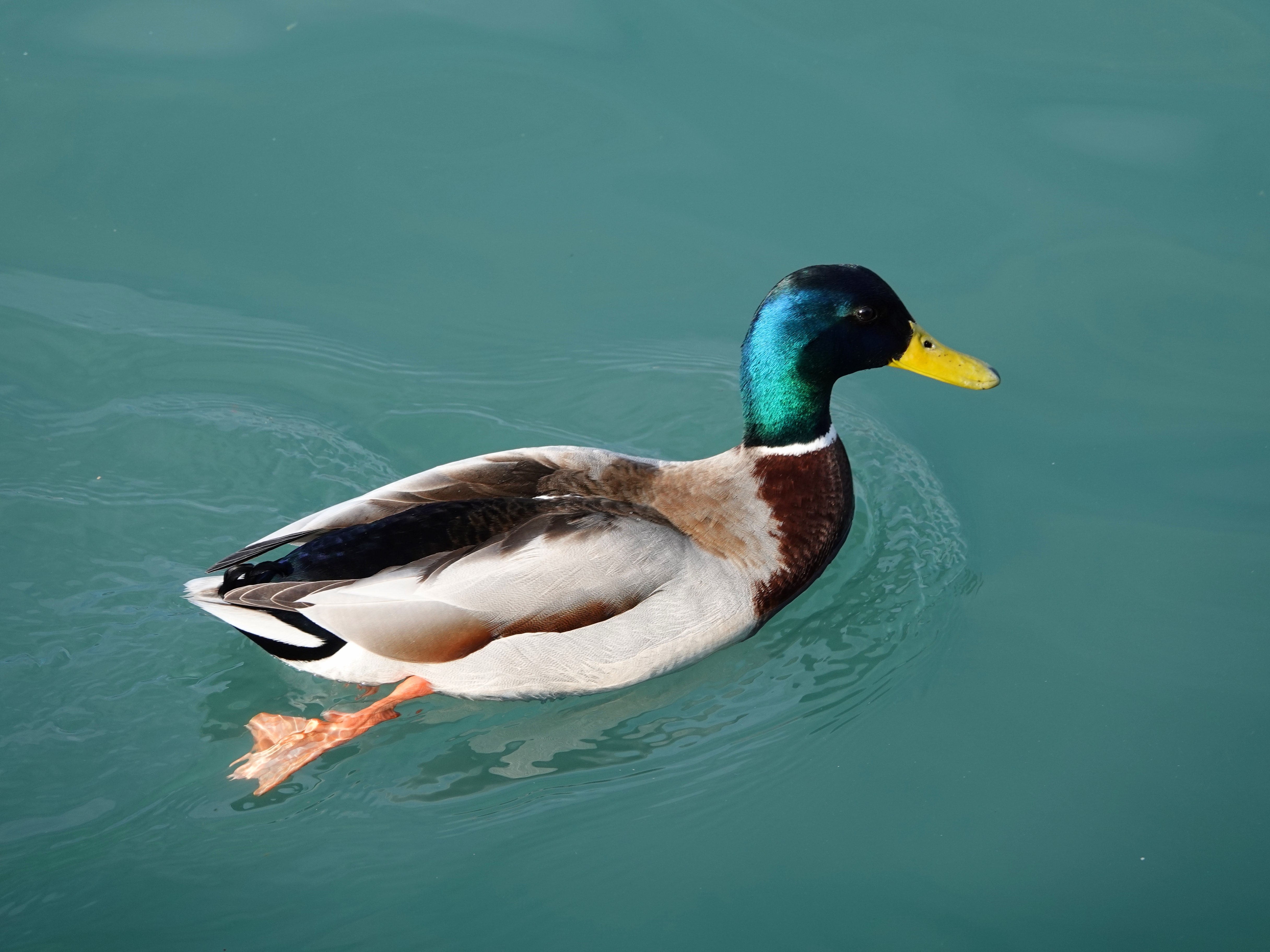 Duck Syndrome, Ketika Seseorang Terlihat Ceria Walau Alami Masa Sulit