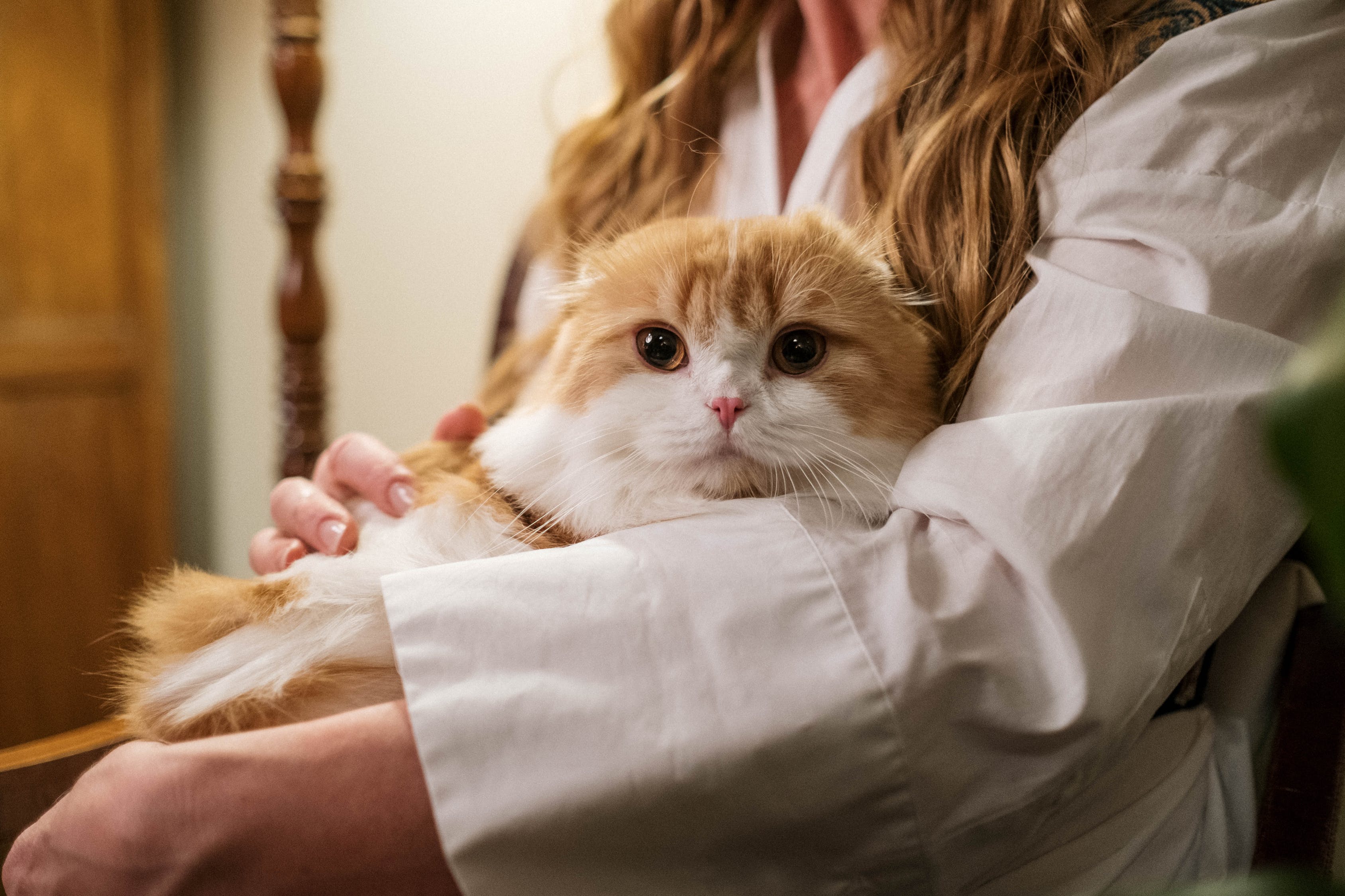 Indonesian Cat Association, Komunitas Bagi Pencinta dan Pemerhati Kucing