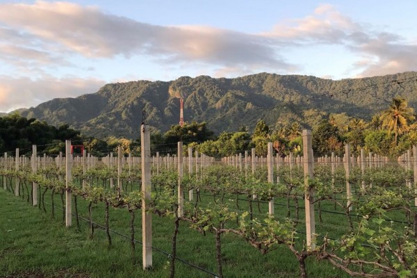 Intip Pesona Kebun Anggur di Bali