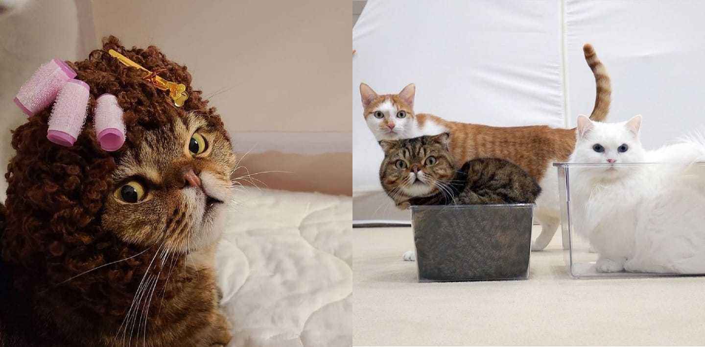 Gambar Sampul Merapat! Ini Dia Rekomendasi Channel YouTube Bagi Pencinta Kucing