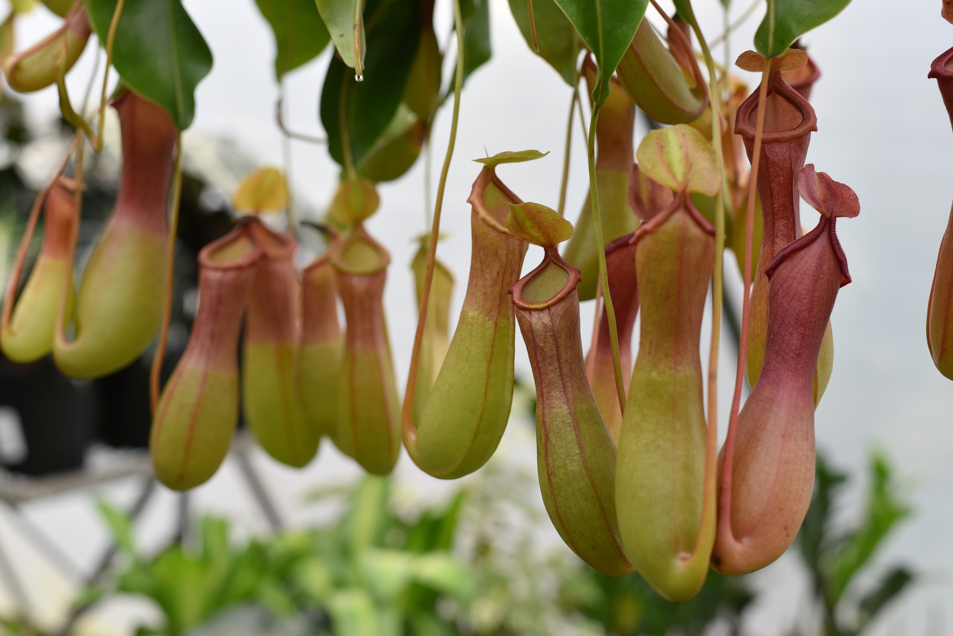 Gambar Sampul Kantong Semar, Flora Endemik Kalimantan yang Terancam Punah