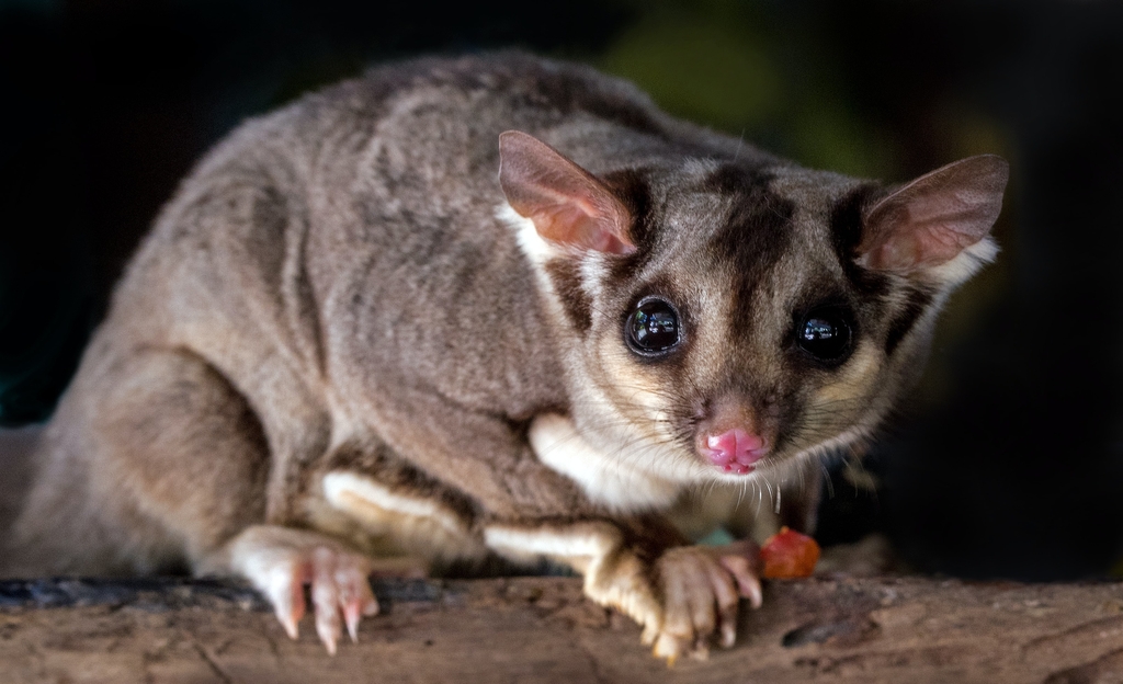 Gambar Sampul Mengenal KPSGI, Tempat Berkumpulnya Para Pencinta Sugar Glider Indonesia
