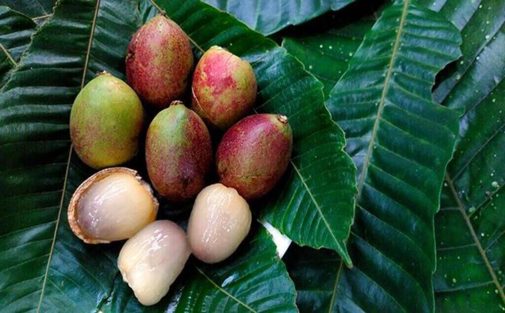 Mengenal Segudang Khasiat Matoa, Buah Eksotis Khas Papua