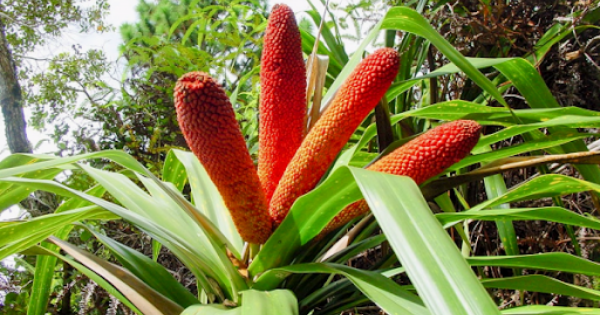 Gambar Sampul Intip Segudang Khasiat Si Buah Merah dari Papua