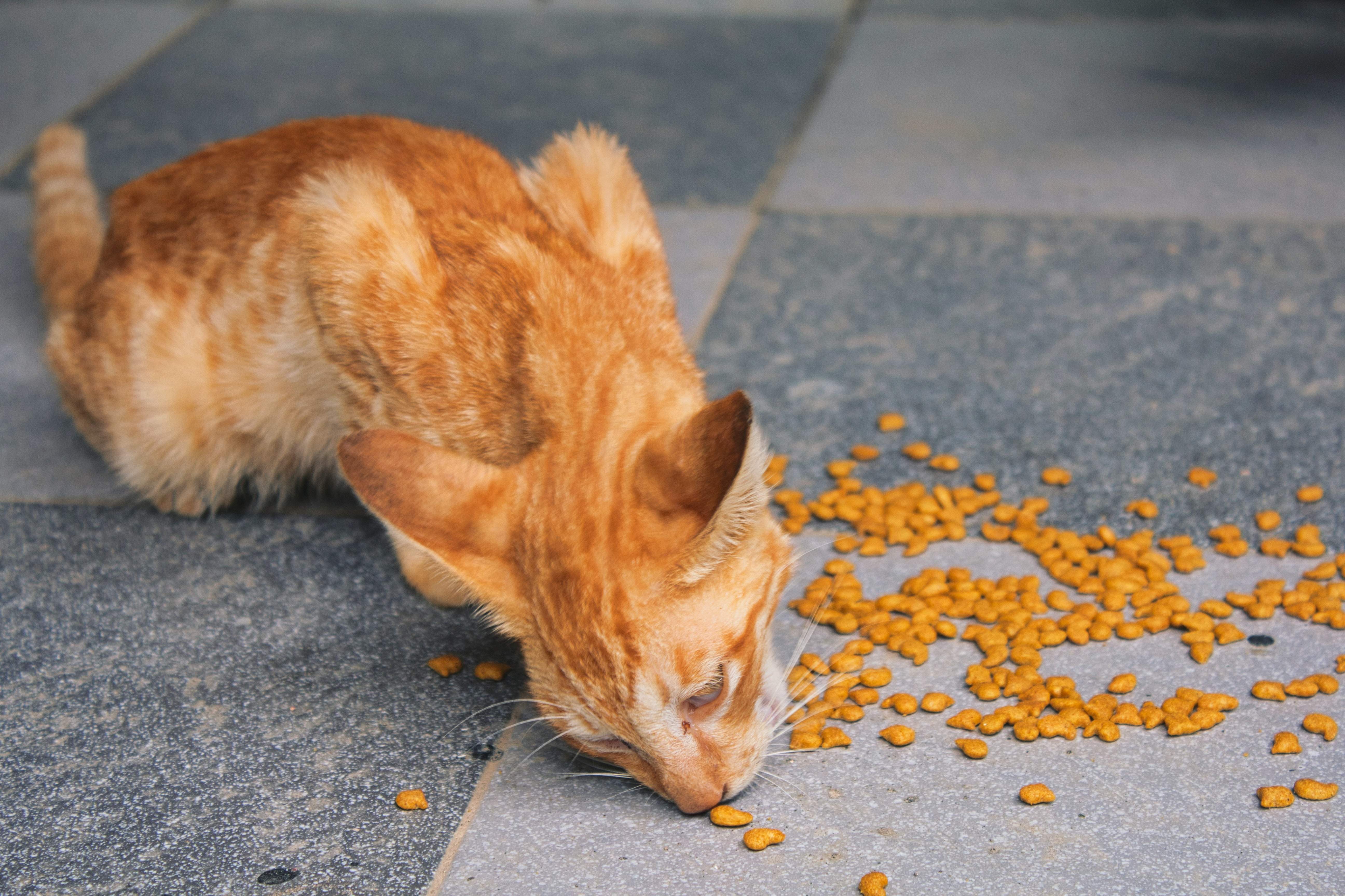 Gambar Sampul Pecinta Kucing Merapat! Ini Komunitas Street Feeding di Indonesia yang Bisa Kamu Ikuti