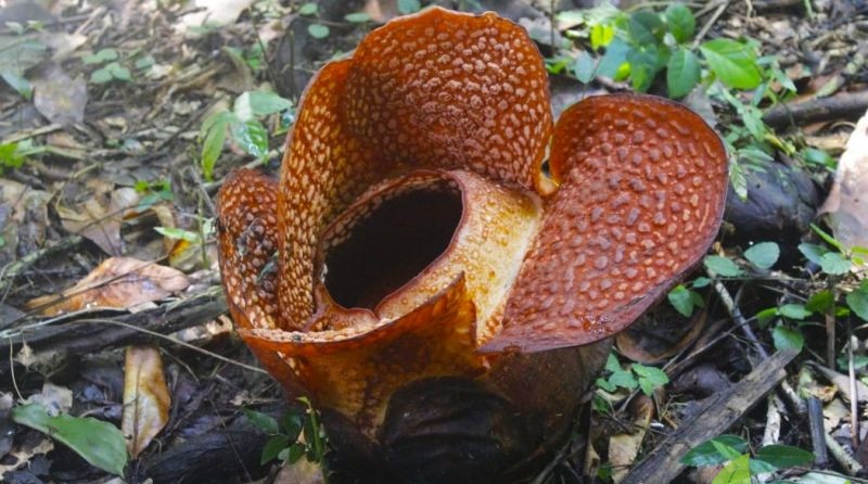 Gambar Sampul Rafflesia Arnoldii Tumbuh di Kebun Raya Bogor, Ini Momen Langka!