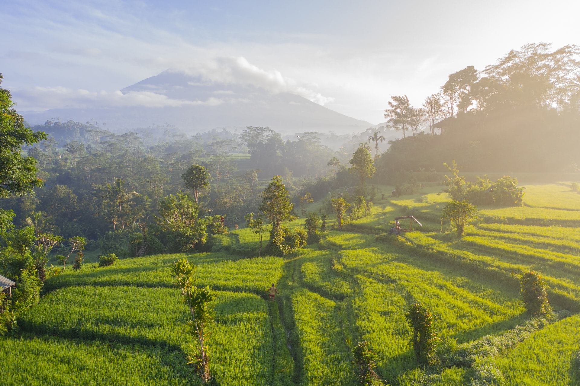Gambar Sampul Sistem Irigasi Sawah Tradisional Bali jadi Warisan Budaya UNESCO