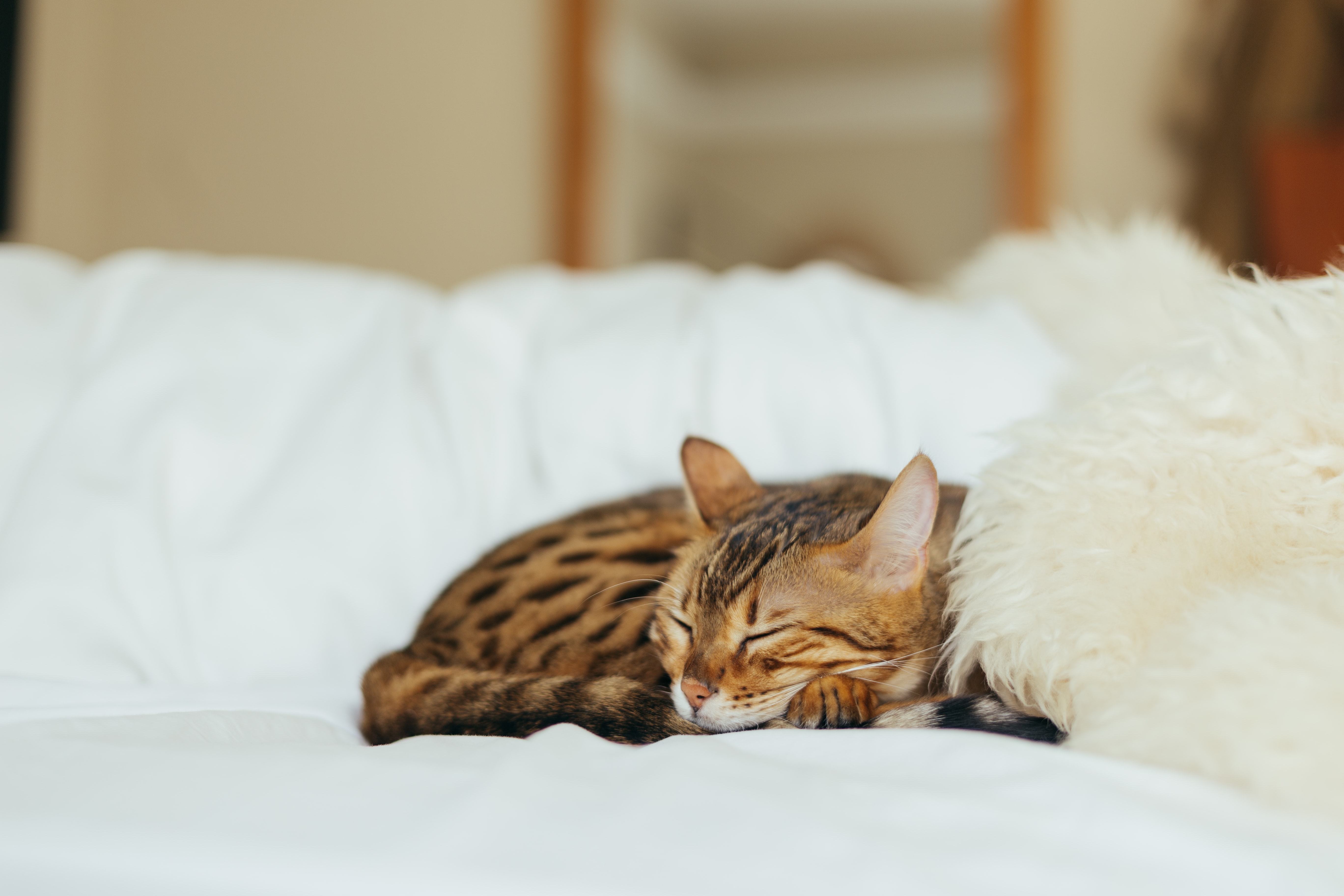 Kucing | Unsplash - Paul Hanaoka Kucing | Unsplash - Paul Hanaoka