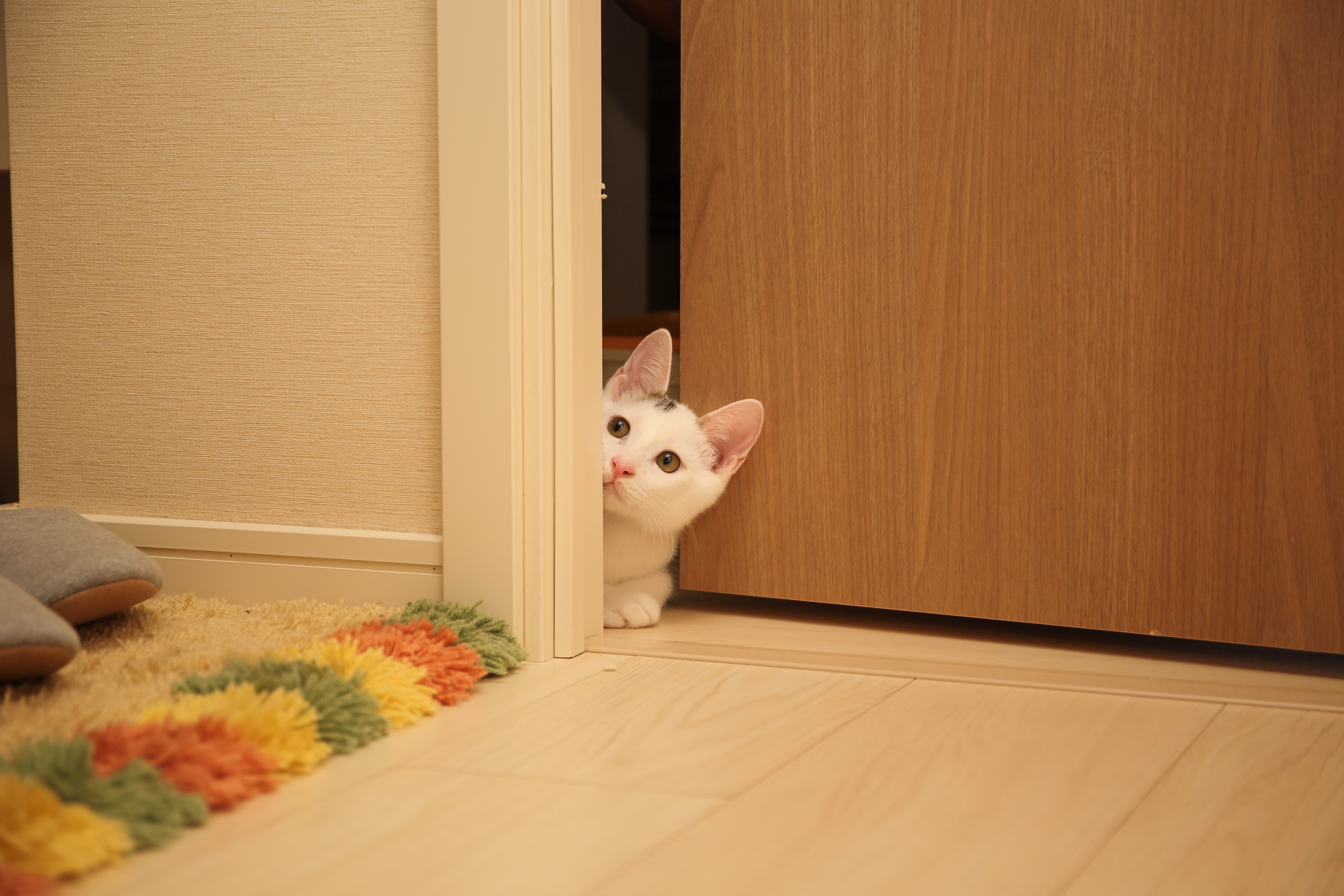 Langkah Pencegahan dari Kucing | Unsplash - kazuend Langkah Pencegahan dari Kucing | Unsplash - kazuend