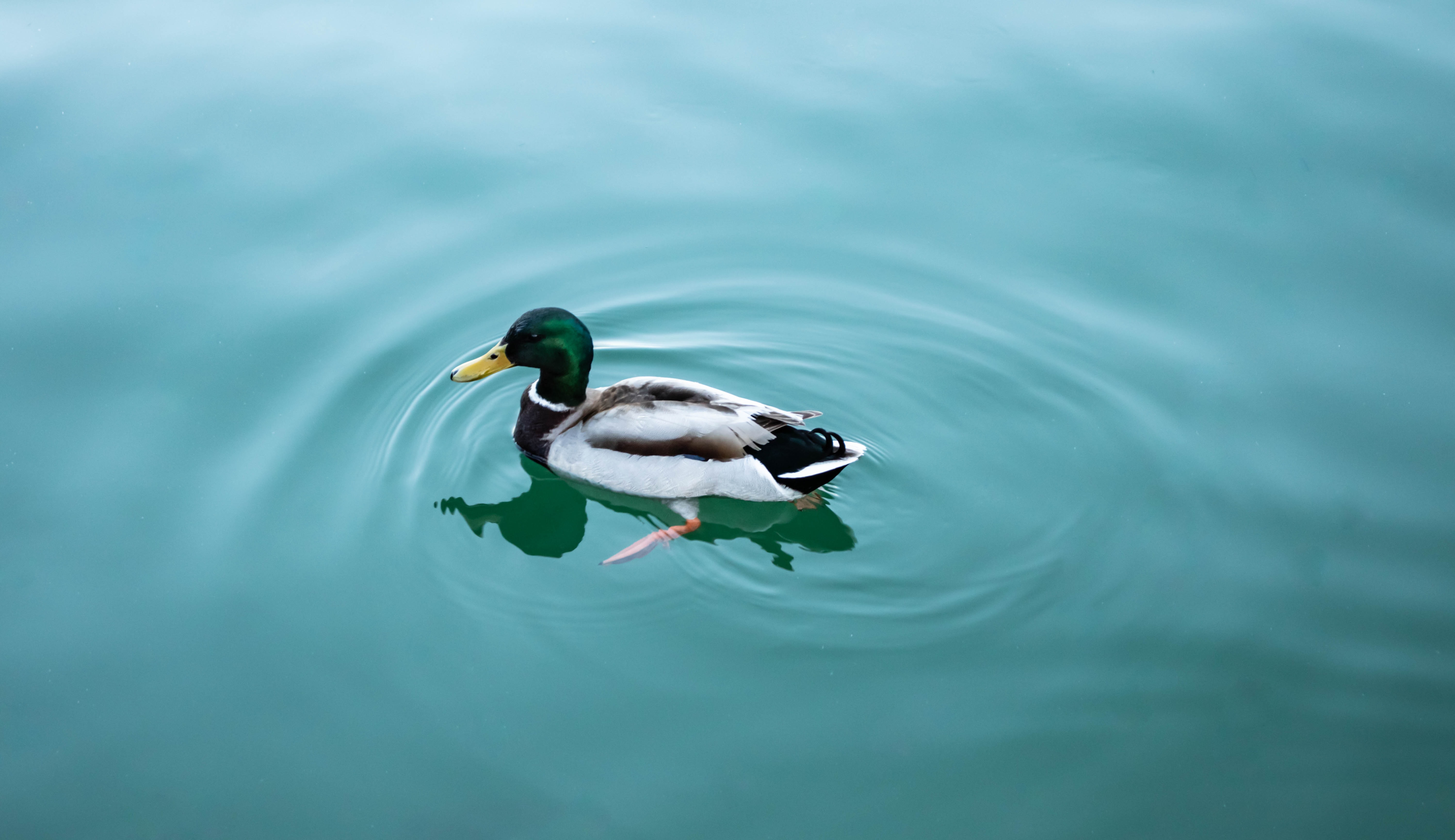Perasaan dari Duck Syndrome | Unsplash - Cristina Lacoangeli Mengenal Duck Syndrome | Unsplash - Cristina Lacoangeli