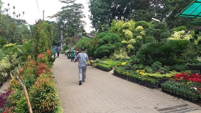 Tanaman Hias di Bandung | Tribun Jabar Tanaman Hias di Bandung | Tribun Jabar