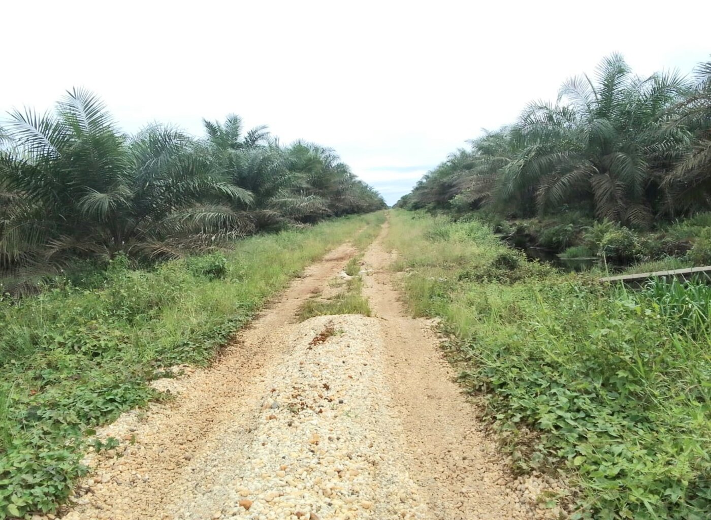 Perkebunan Kelapa Sawit I Foto: Dokumentasi pribadi Bapak Syafri Lubis