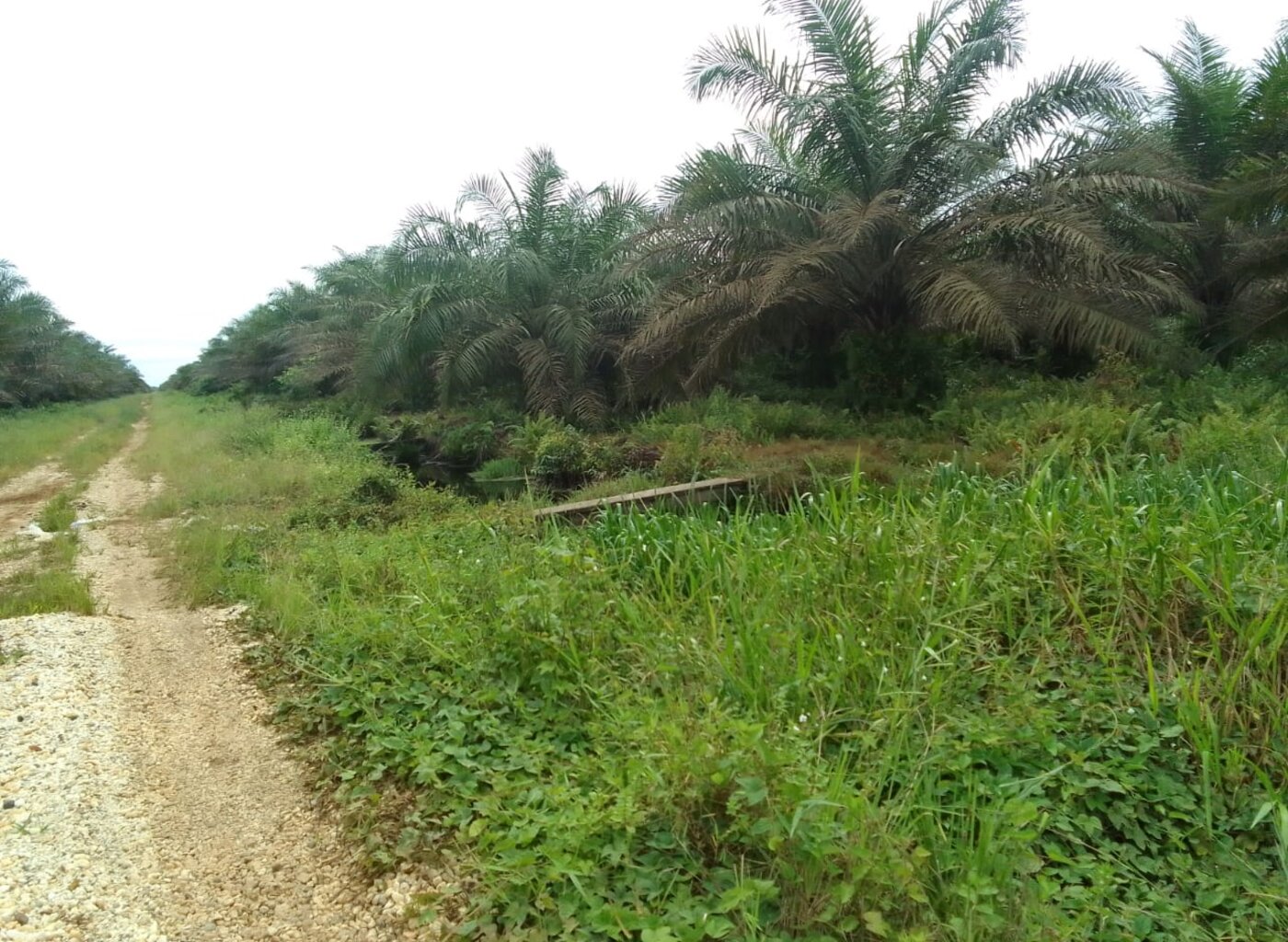 Perkebunan Kelapa Sawit Foto: Dokumentasi pribadi Bapak Syafri Lubis