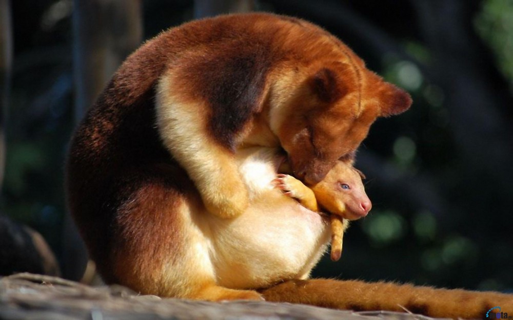Kanguru Pohon Mantel Emas