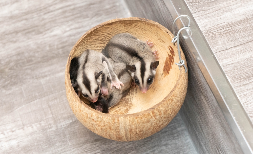 Hewan sugar glider | Foto: Dng Ph Chitri/Unsplash