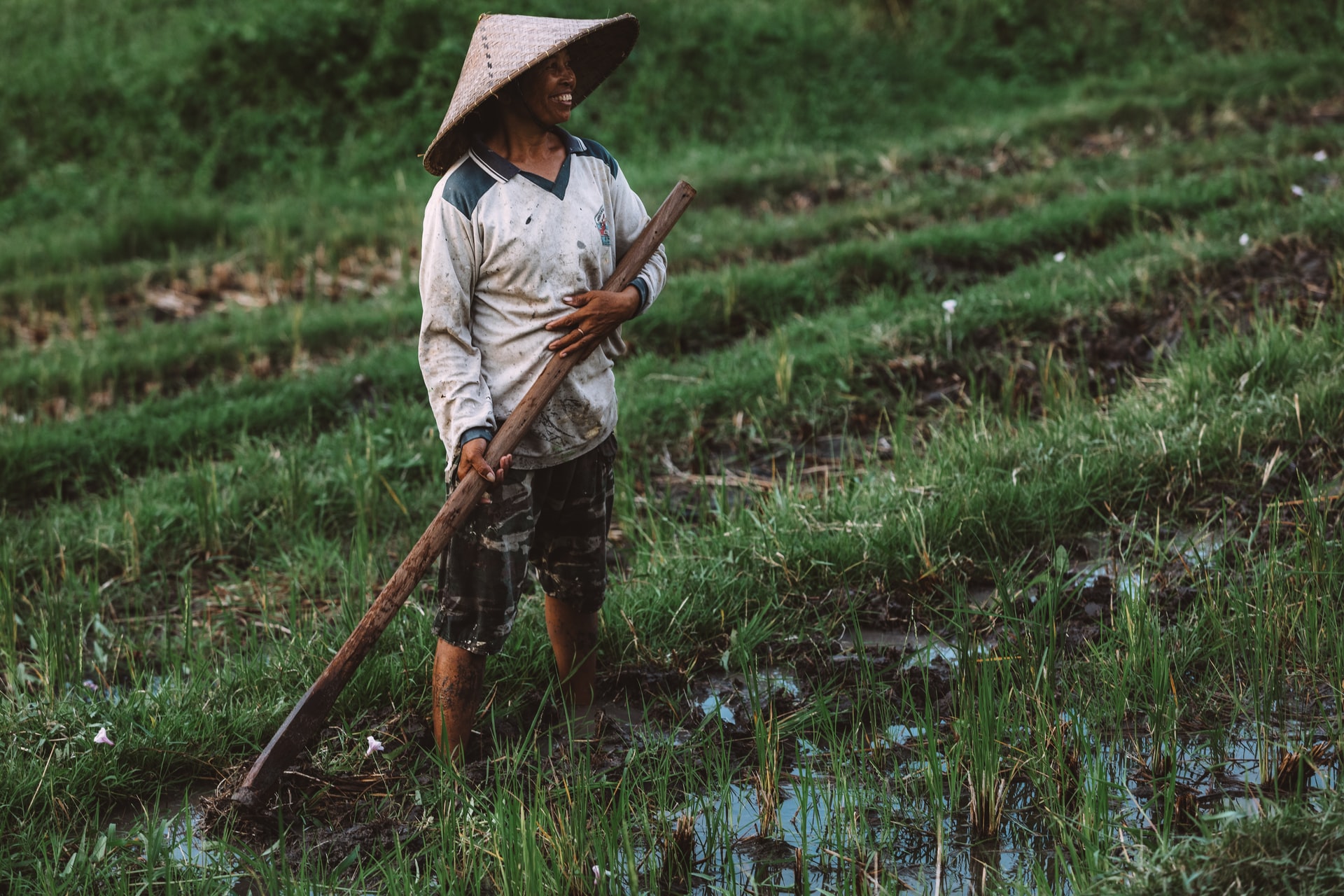 Illustrasi sistem irigasi sawah tradisional Bali, Subak | Foto: Unsplash