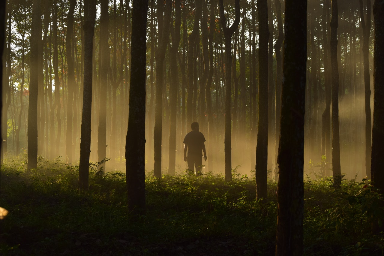 Illustrasi Forest Bathing | Foto: Pexels