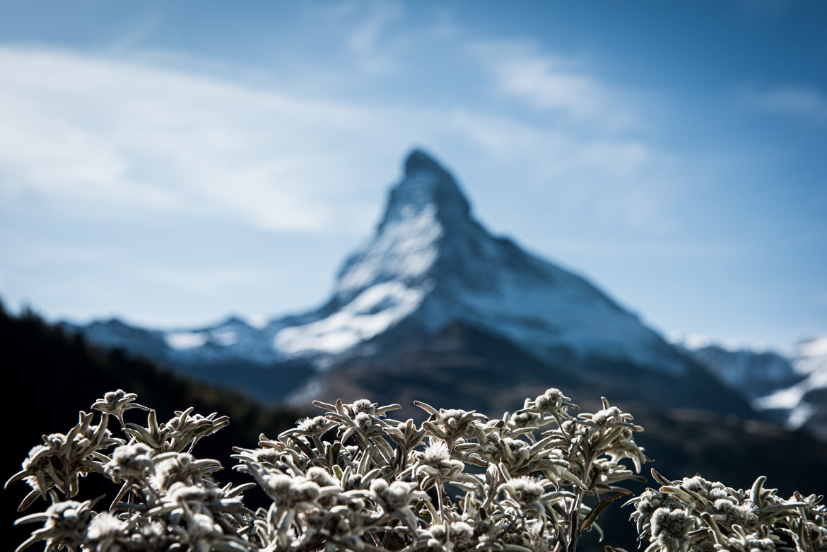 Bunga Edelweiss | Foto: Unsplash