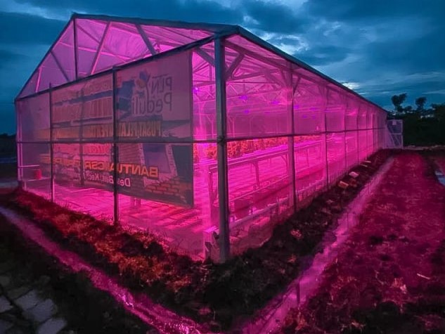 Greenhouse yang memancarkan cahaya ungu saat malam hari di Nganjuk, Jawa Timur. | Sumber: Kumparan/PLN Greenhouse yang memancarkan cahaya ungu saat malam hari di Nganjuk, Jawa Timur. | Sumber: Kumparan/PLN
