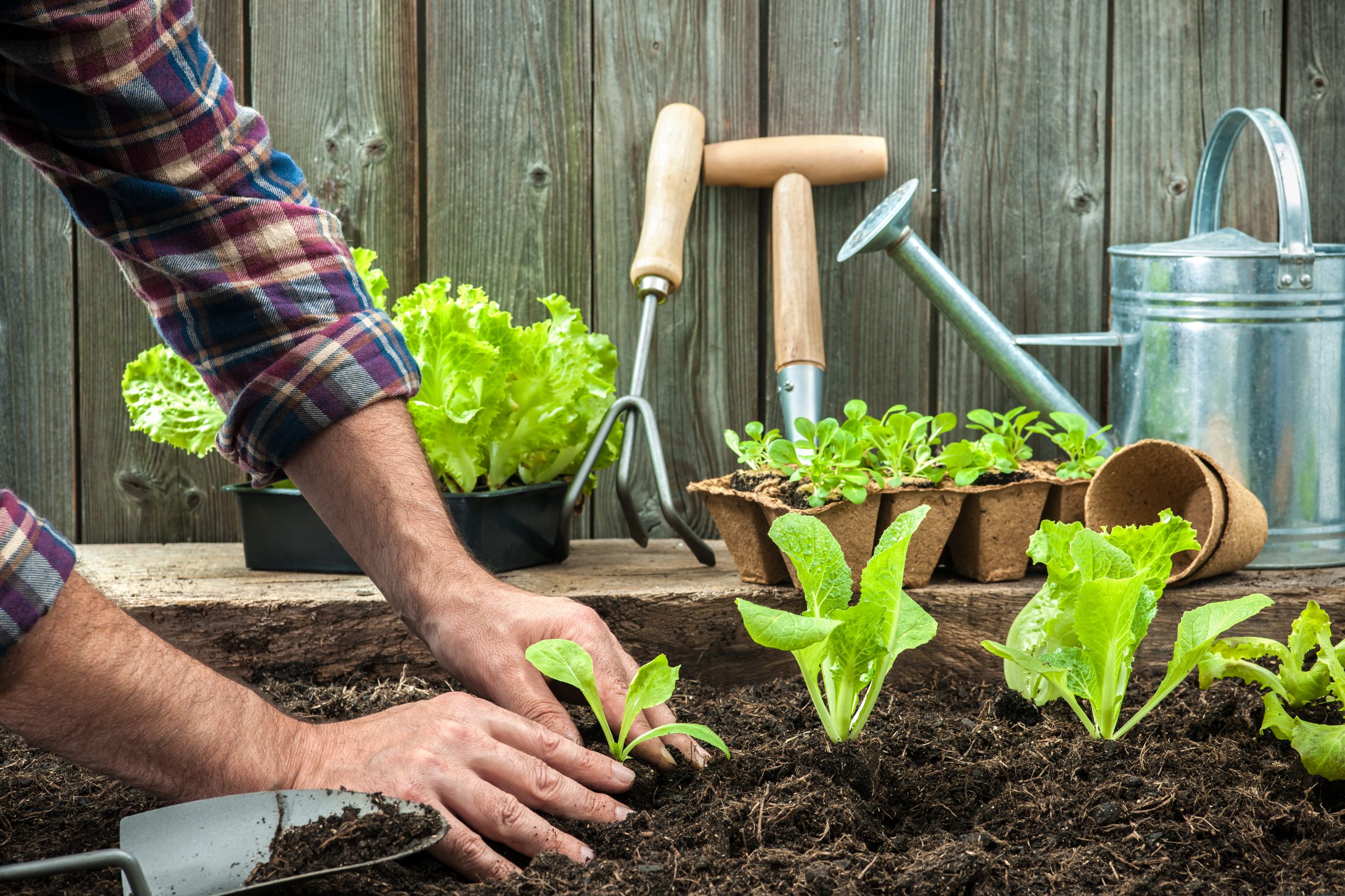 ilustrasi berkebun. berkebun merupakan salah satu hobi yang bermanfaat menjaga tubuh tetap bugar. | Foto: Fort Bend County Libraries