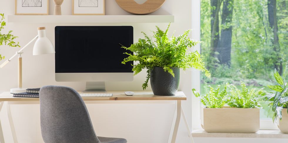 ilustrasi tanaman indoor yang berada di meja kerja | Foto: KATARZYNABIALASIEWICZGETTY IMAGES/Good House Keeping ilustrasi tanaman indoor yang berada di meja kerja | Foto: KATARZYNABIALASIEWICZGETTY IMAGES/Good House Keeping