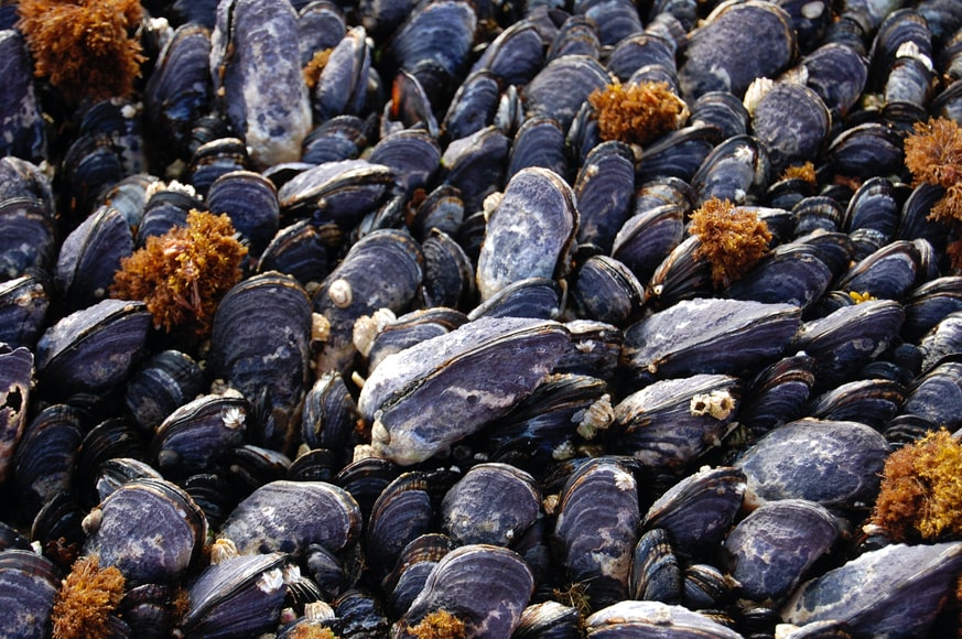 Kerang © Unsplash/NOAA Kerang © Unsplash/NOAA