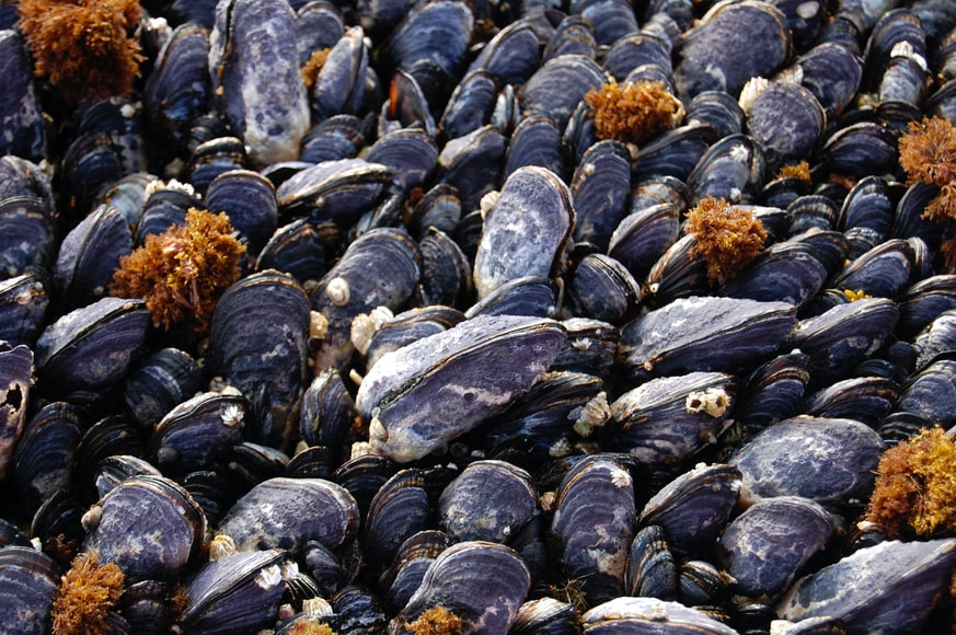 Kerang © Unsplash/NOAA