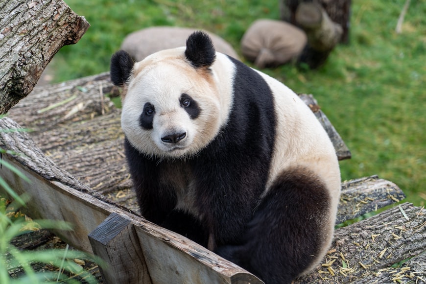Panda © Unsplash/Lukas W Panda © Unsplash/Lukas W